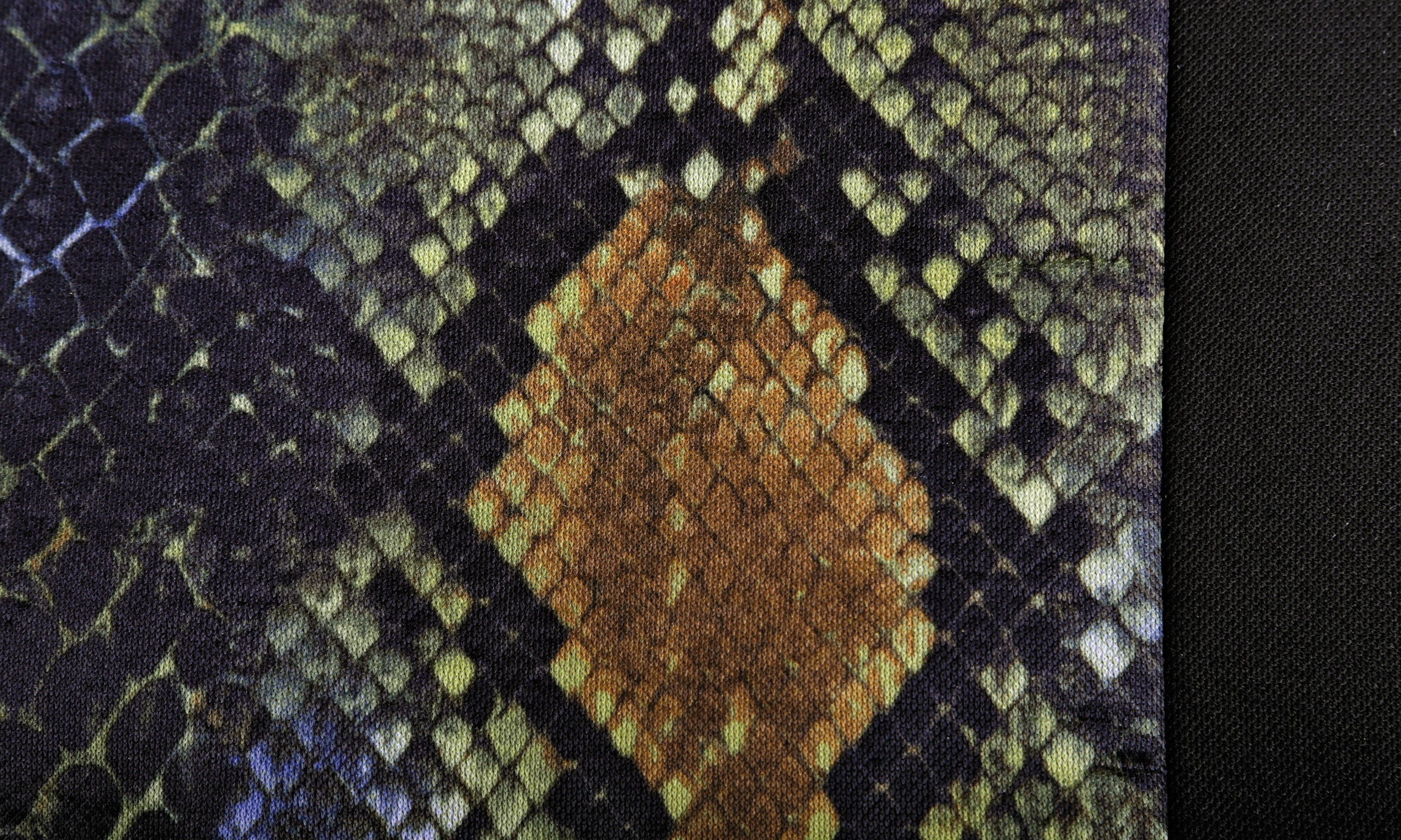 Reptile, set fodere coordinate