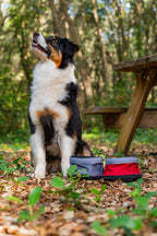 Pet Bowl, doppia ciotola da viaggio per animali - 1100+1400 ml