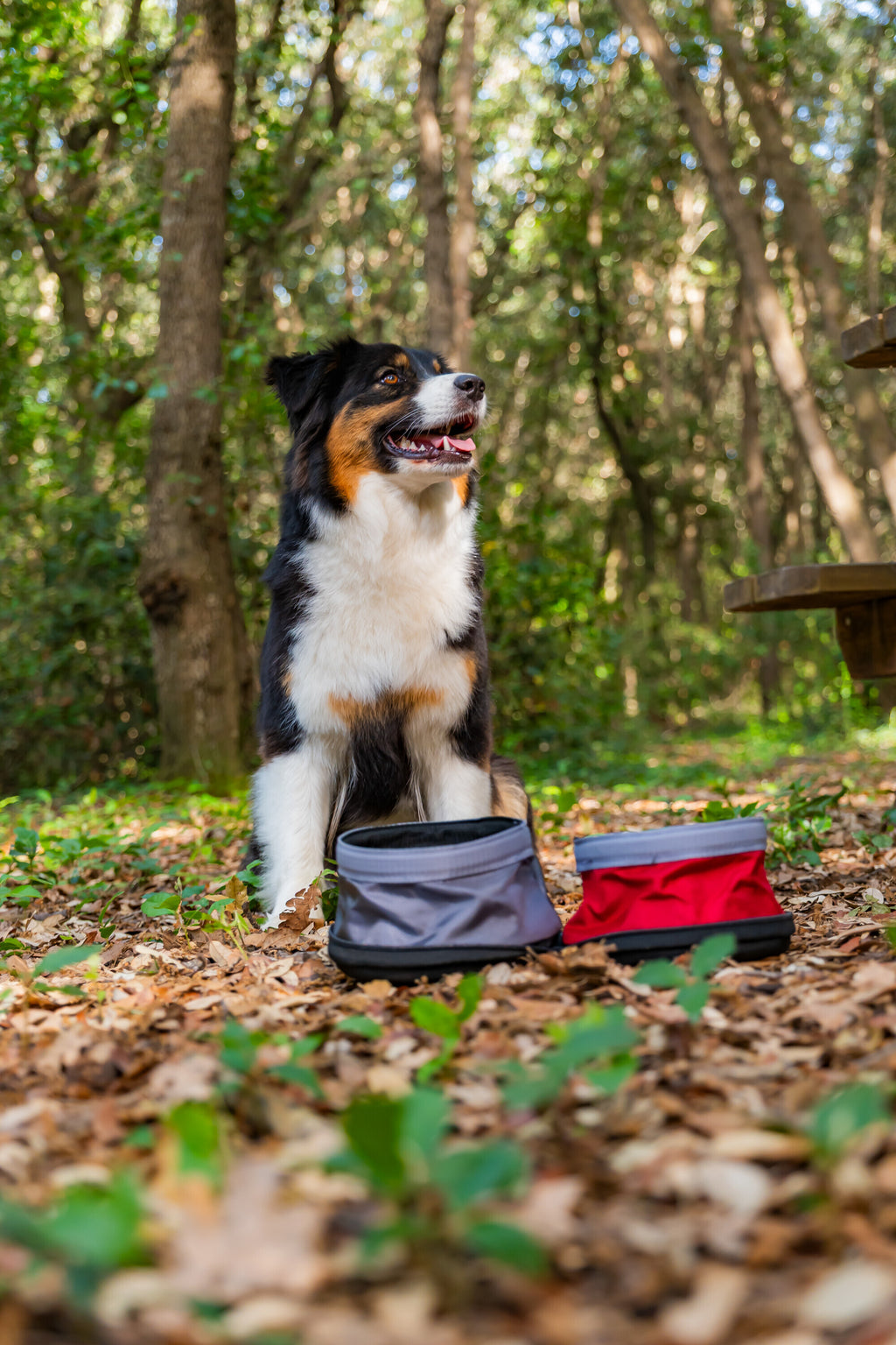 Pet Bowl, doppia ciotola da viaggio per animali - 1100+1400 ml