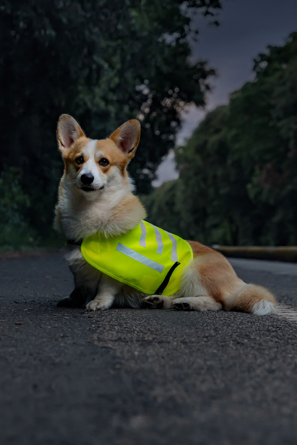 Dog Safety vest, veste riflettente ad alta visibilità - S