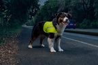 Dog Safety vest, veste riflettente ad alta visibilità - L
