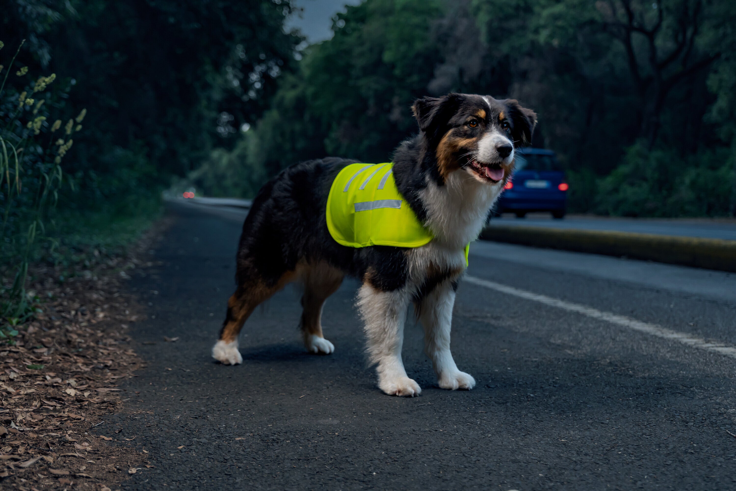 Dog Safety vest, veste riflettente ad alta visibilità - XL